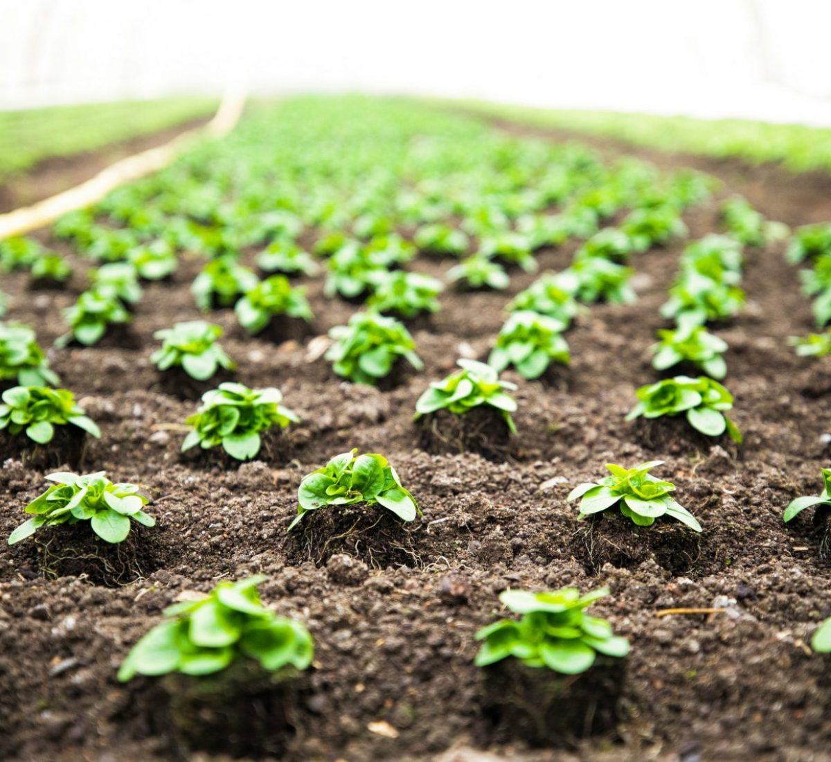 Agriculture